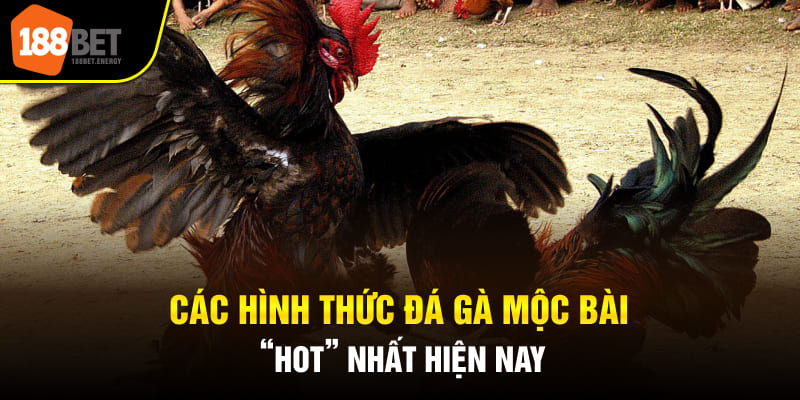 Các hình thức đá gà Mộc Bài “hot” nhất hiện nay